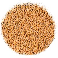 Гірчиця біла