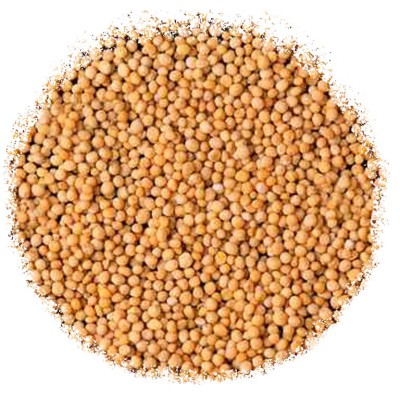 Гірчиця біла