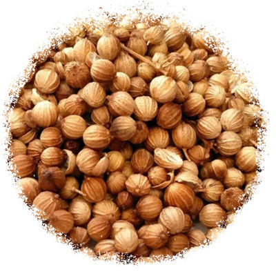 Коріандр горошок